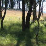Grassy Woodlands, Native Pastures and African Lovegrass
