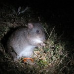 Potoroos found in new area