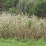 Swamps – Natural Water Storage for Our Rivers