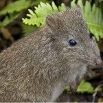 Potoroos