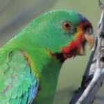 Swift Parrot Survey 14-15 May