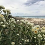 Seed Bank update September 2026 Seed Bank update September 2026